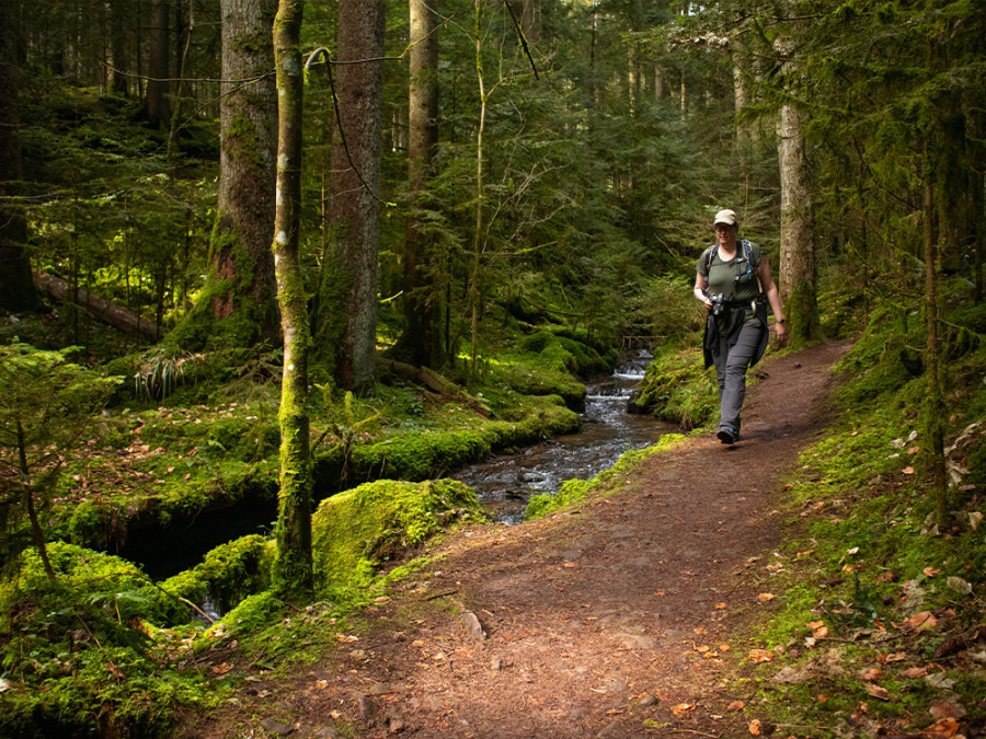 Wasser-, Wald- und Wiesenpfad