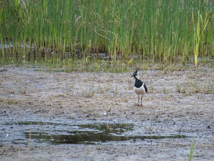 vogels Naardermeer