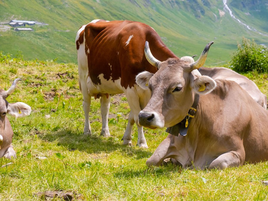 Alpenkoeien