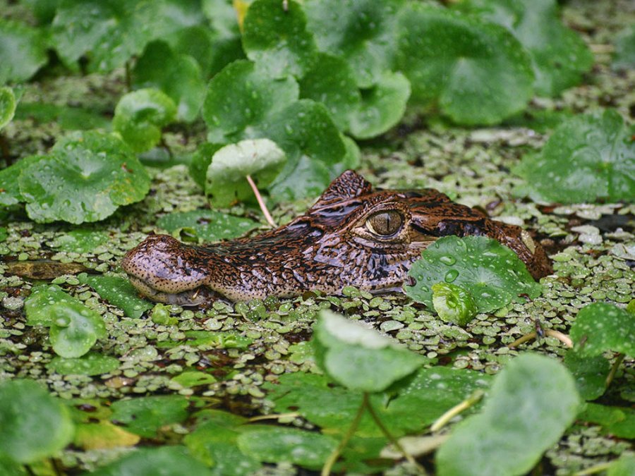 Tortuguero Tortuguero