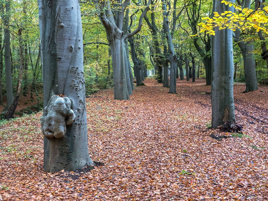 Lycklamabos Lycklamabos