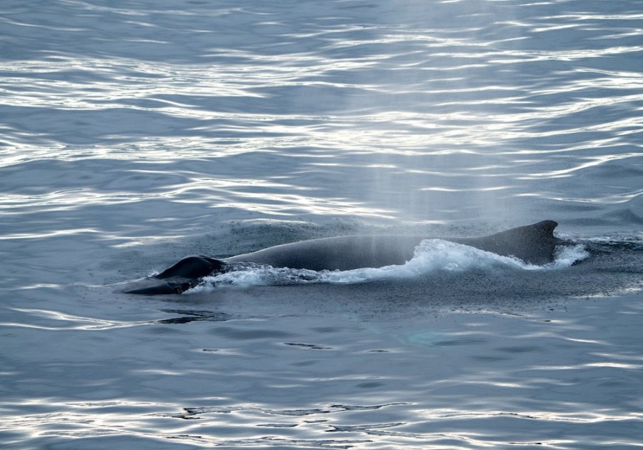 Bultrug Spitsbergen
