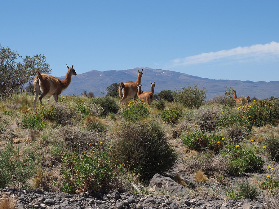 Natuur Mendoza Argentinië