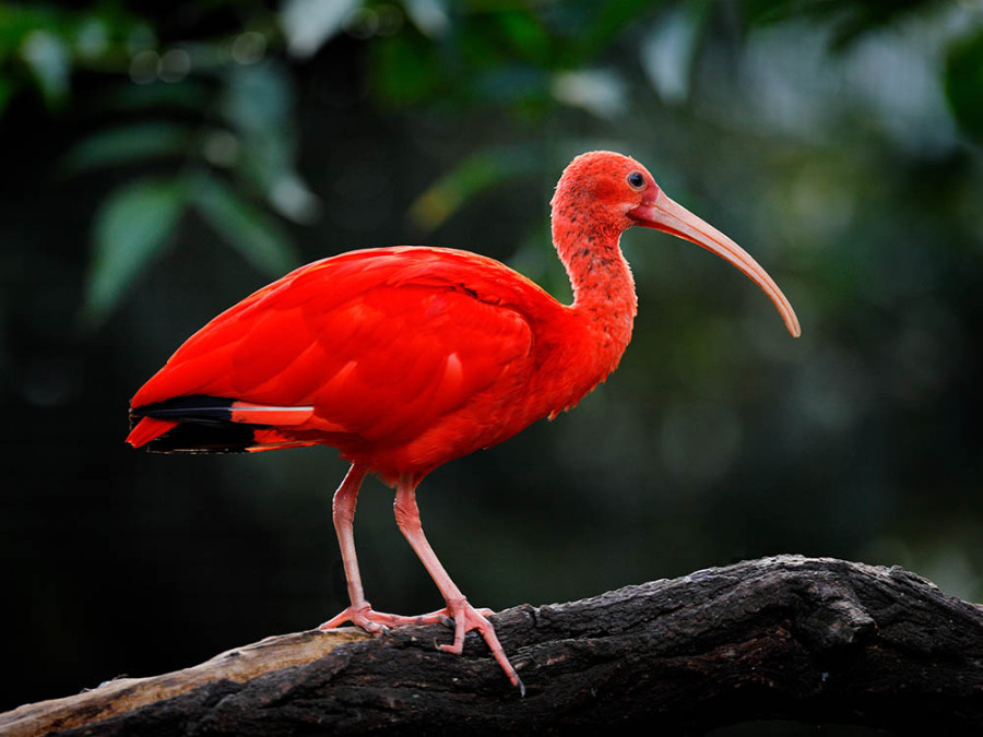 Scarlet Ibis