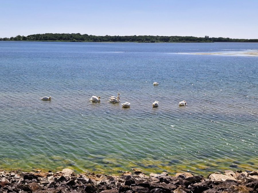 Lac du Der zwanen