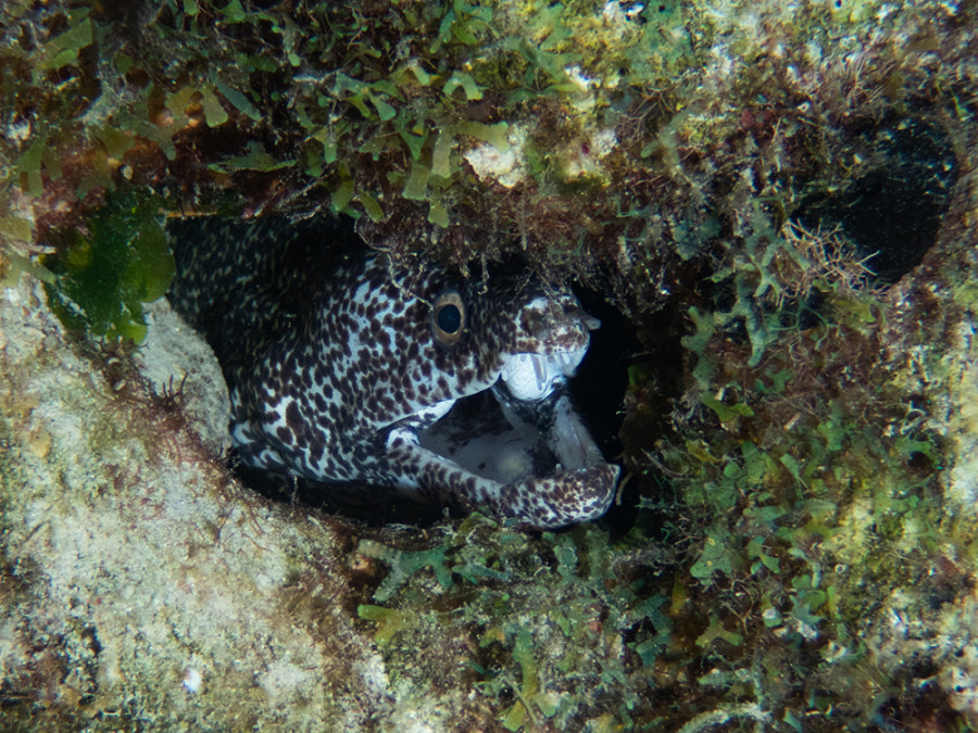 Onder water bij Bonaire