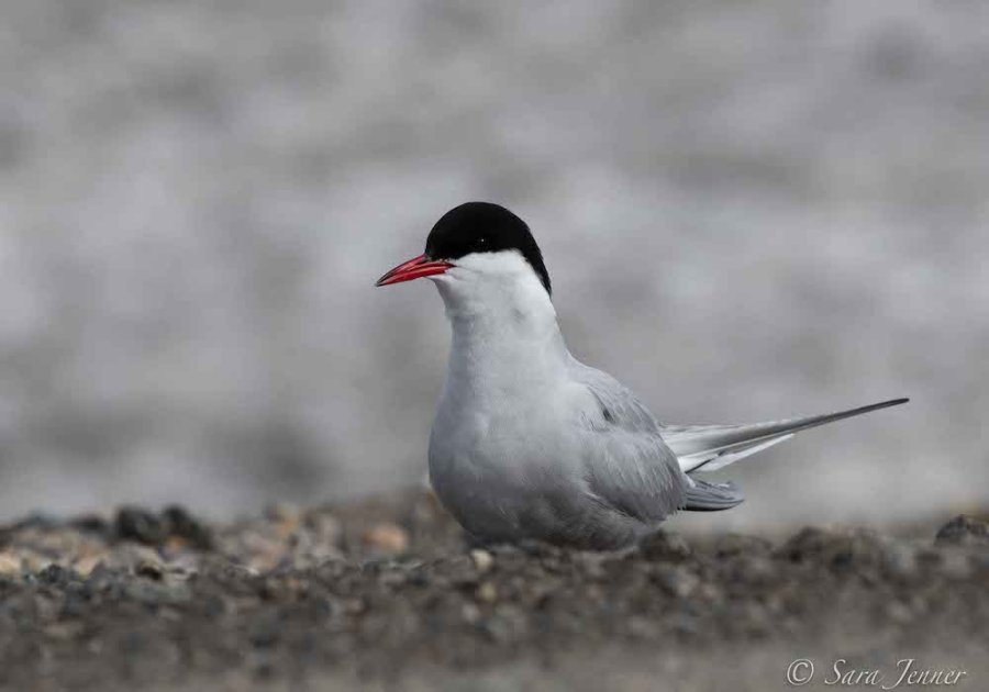 Arctic tern