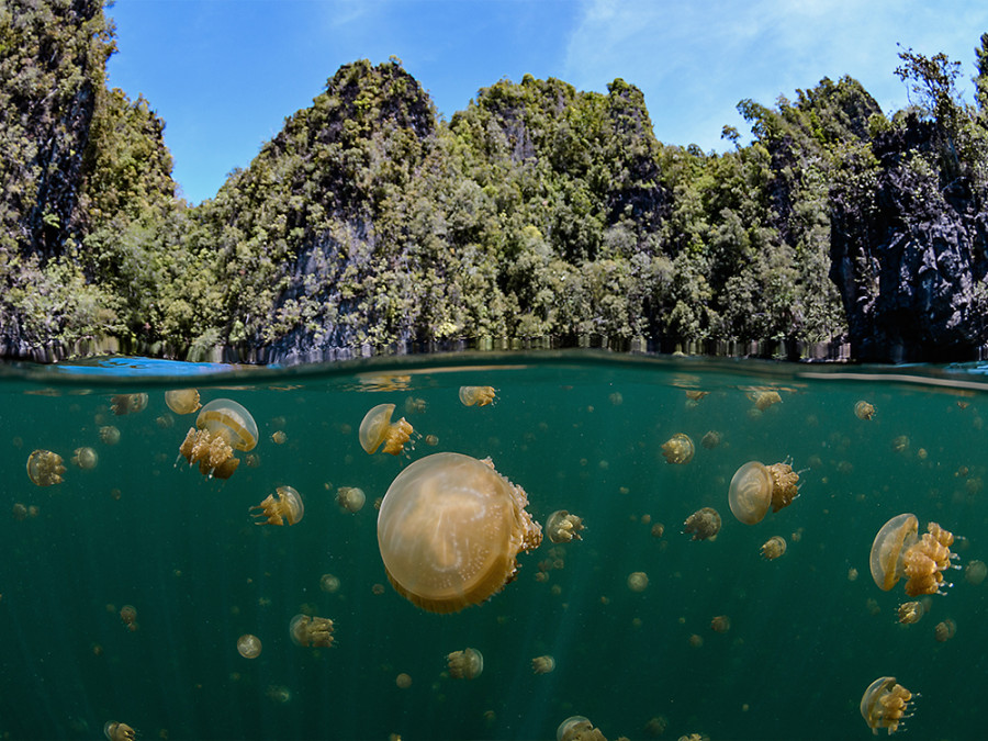 Jellyfish Lake Palau