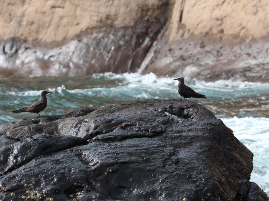 Vogels Eden Islet Vogels Eden Islet