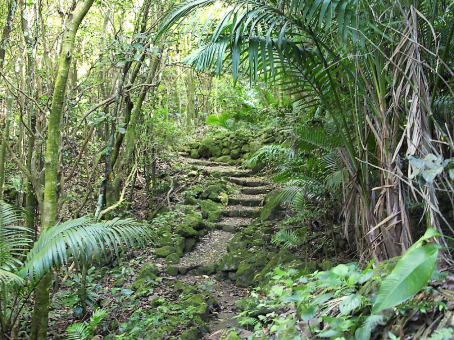 Wandelen in de jungle op Saba