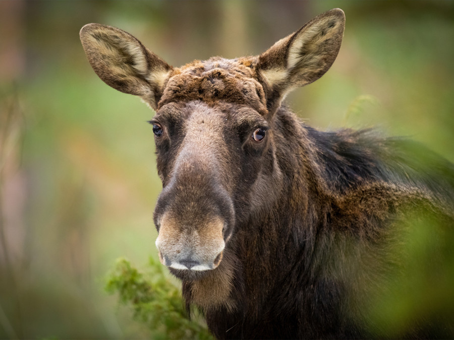 Dieren in Polen