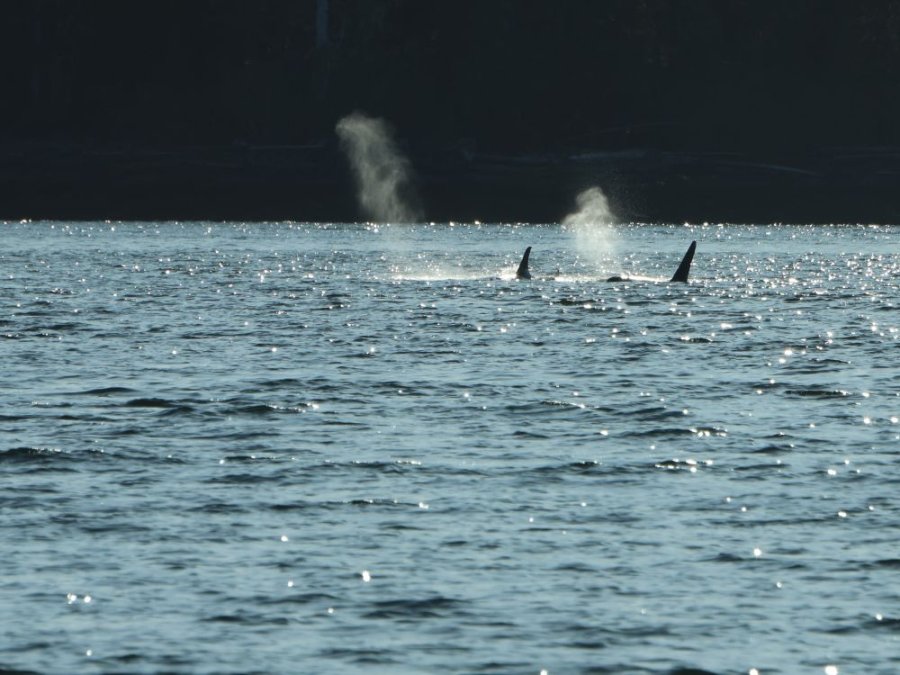 Killer Whales Killer Whales
