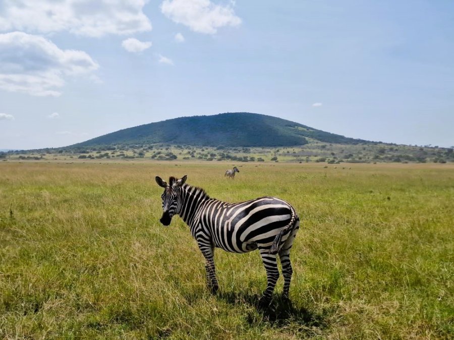 Akagera zebra