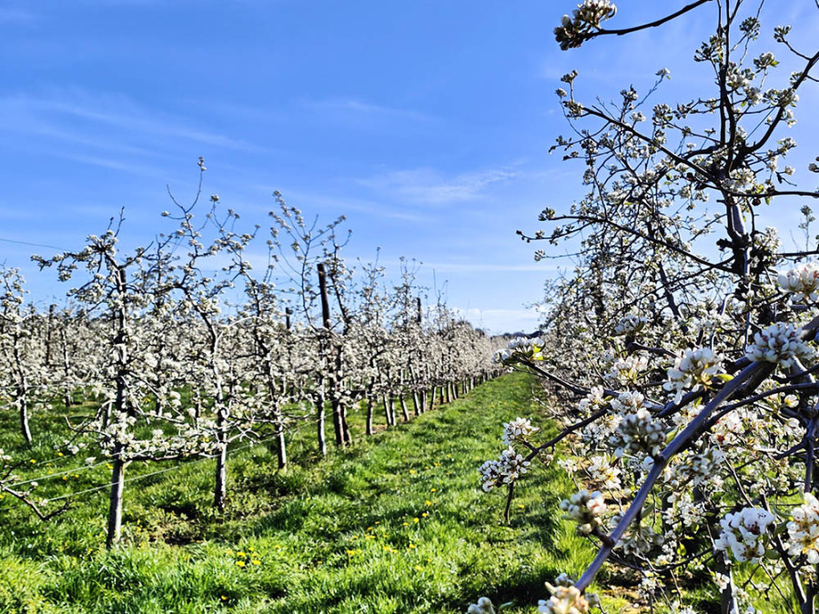 Boomgaard Hageland