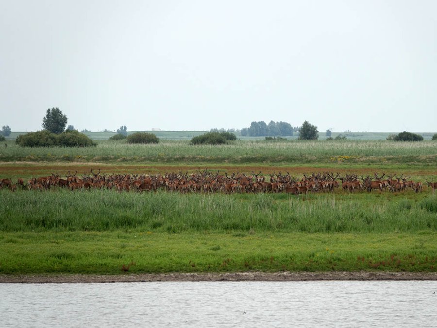 Edelherten Oostvaardersplassen