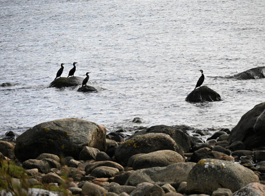 Vogels bij Halmstad