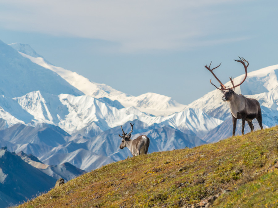 Natuur in Alaska Natuur in Alaska