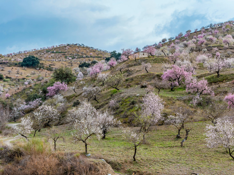 Bloesem in Alpujarras Bloesem in Alpujarras