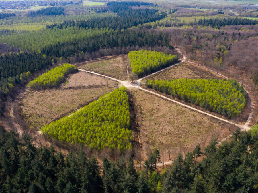 Bos bij Utrecht Bos bij Utrecht