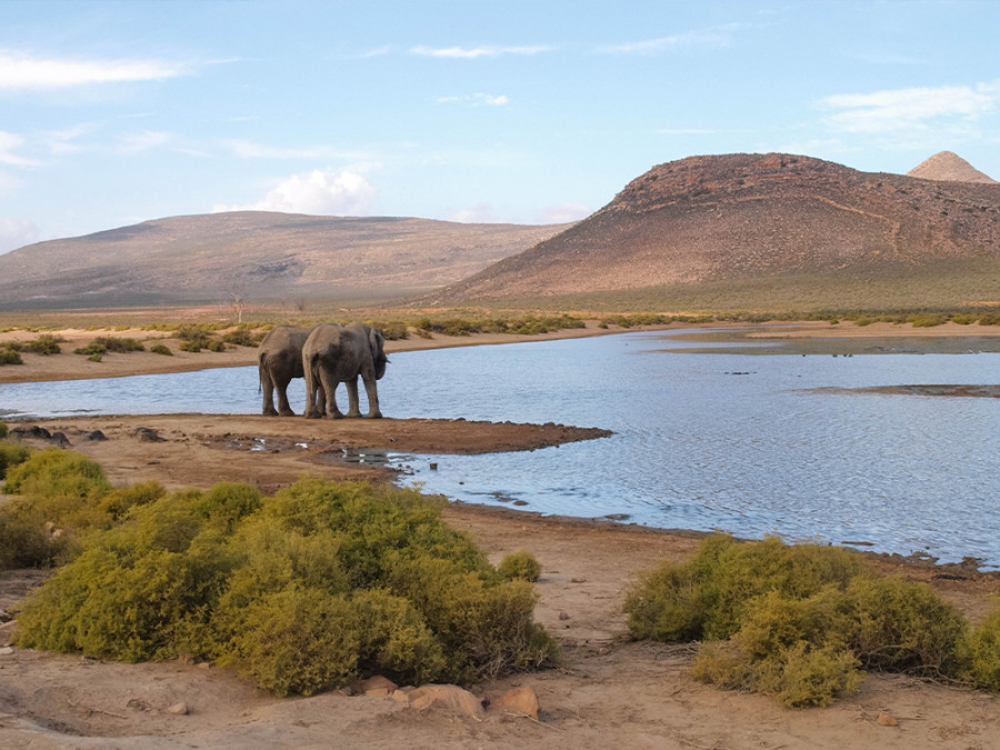 Beste plekken voor een safari in Zuid-Afrika