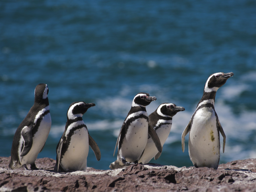 Pinguïnkolonie Puerto Madryn