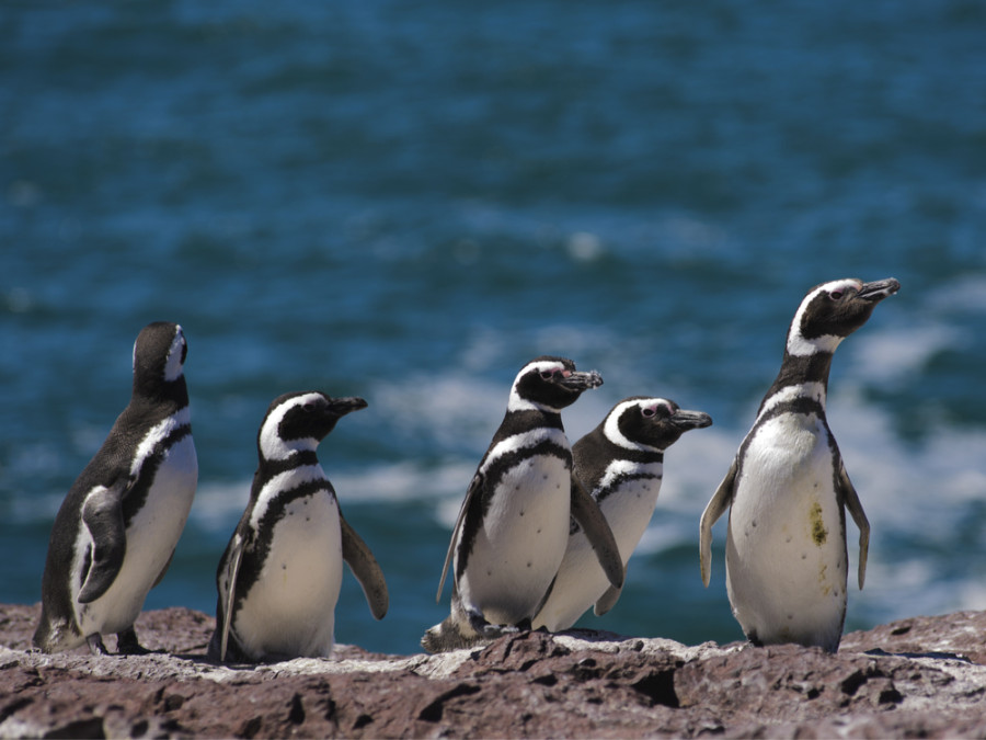 Pinguïnkolonie Puerto Madryn Pinguïnkolonie Puerto Madryn