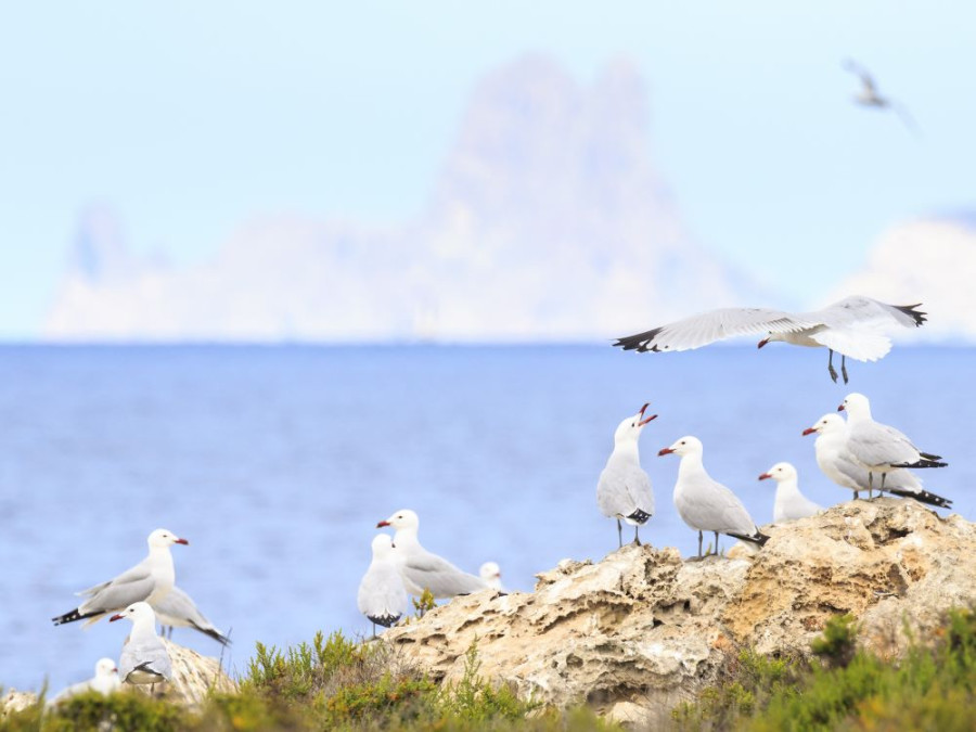 meeuwen Formentera meeuwen Formentera