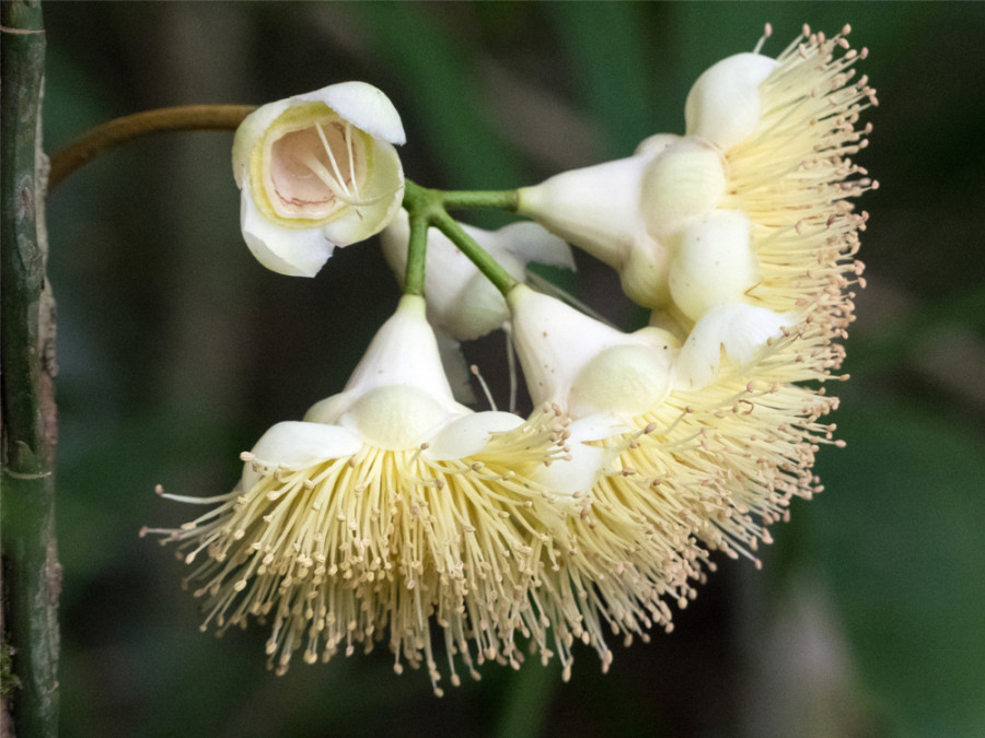 Syzygium monospermum bloem Syzygium monospermum bloem