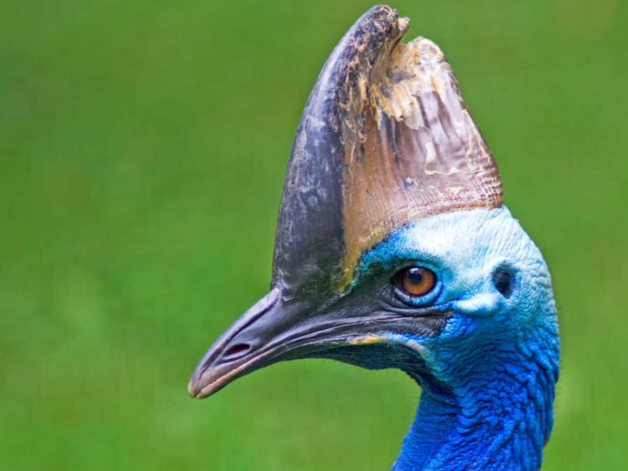Helmkasuaris vogel Helmkasuaris vogel