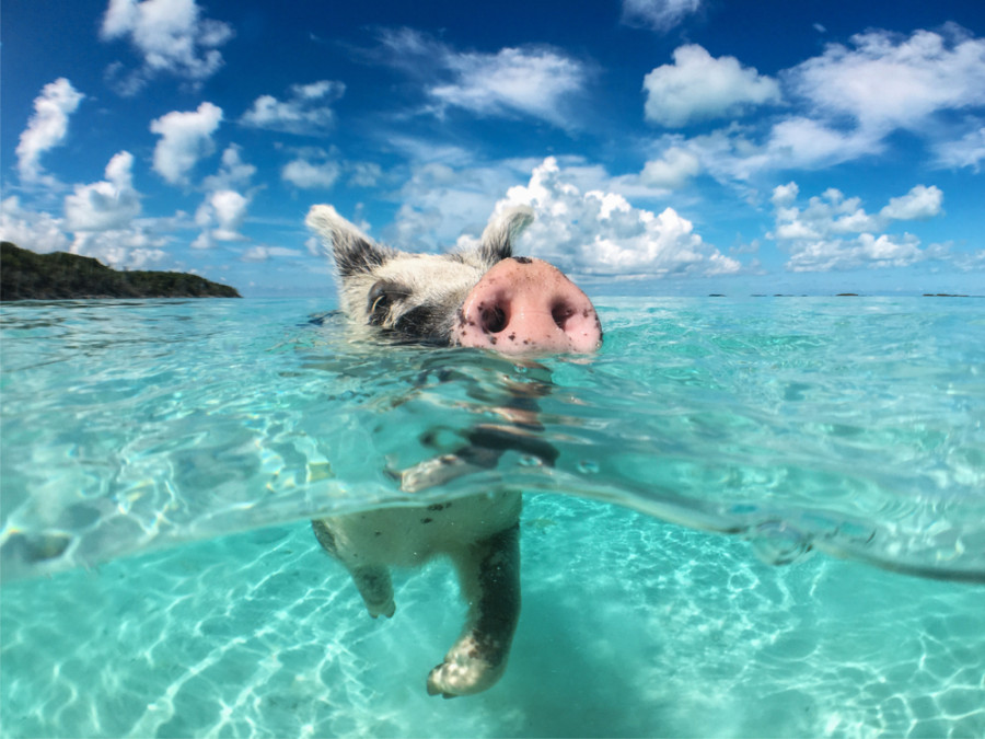 Zwemmende varkens