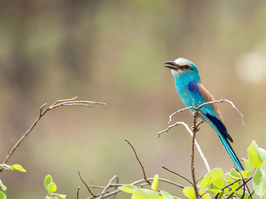 Vogels in Kameroen