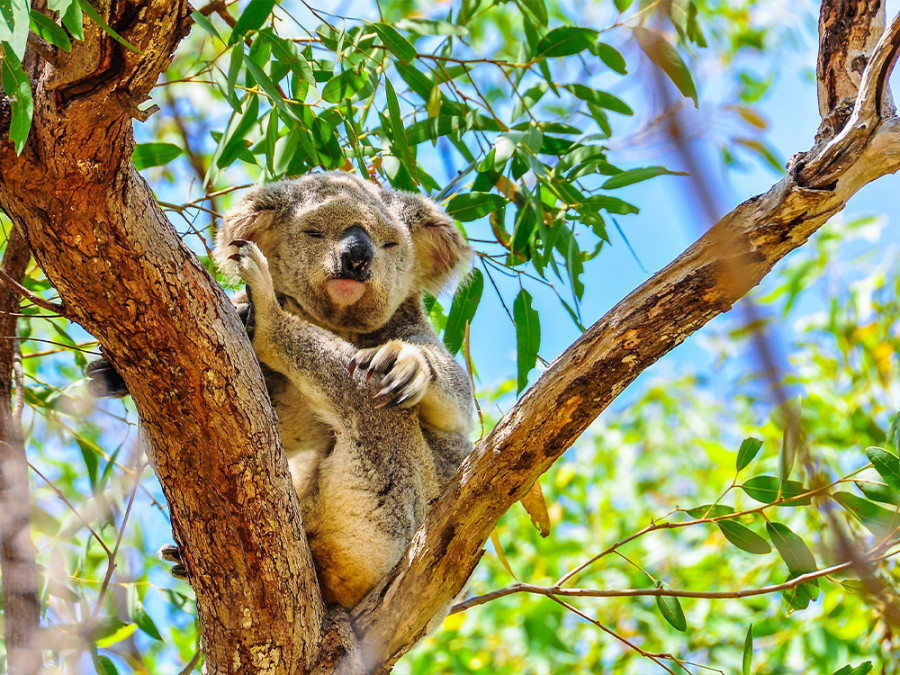 Beste plekken om koala's te zien