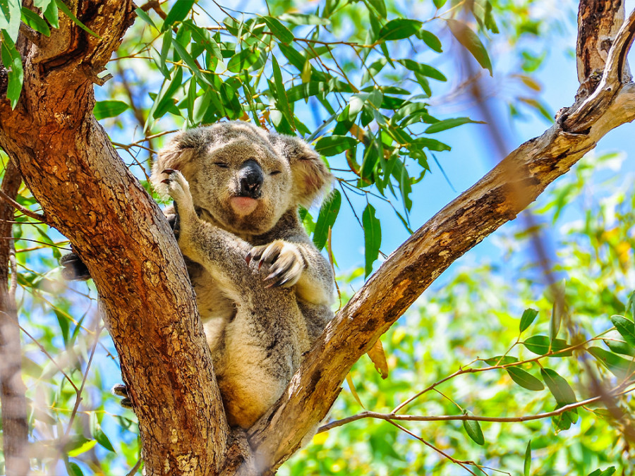 Beste plekken om koala's te zien Beste plekken om koala's te zien