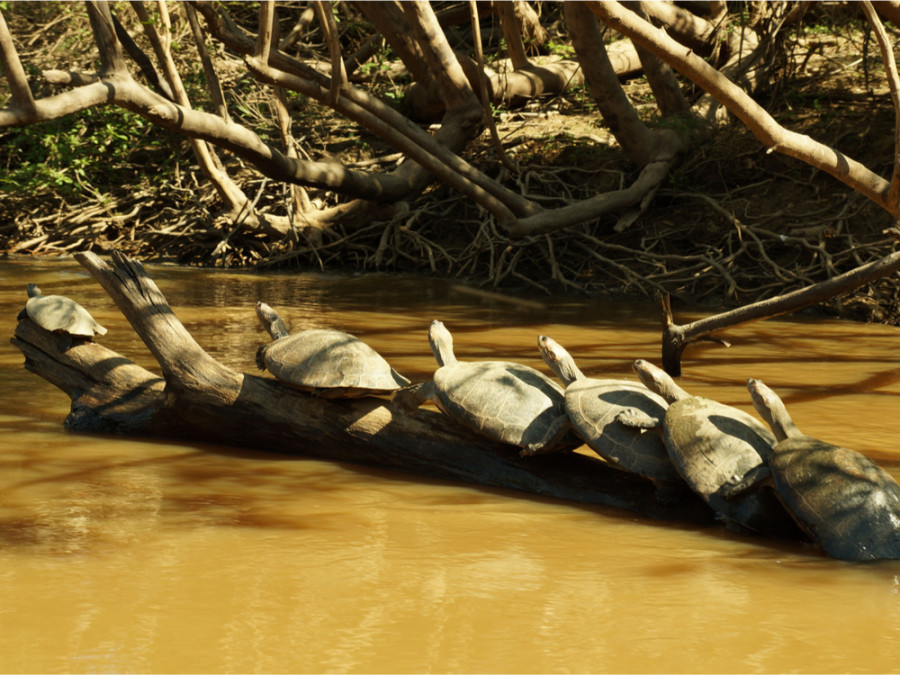 Schildpadden op een stronk