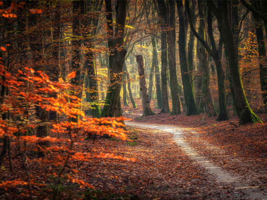 Herfst bos Herfst bos