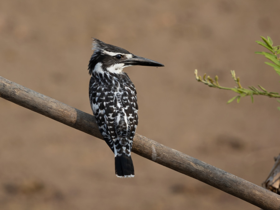 IJsvogel Botswana Chobe IJsvogel Botswana Chobe