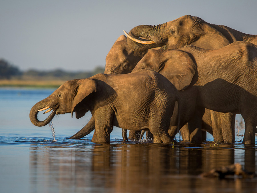 Chobe river olifanten