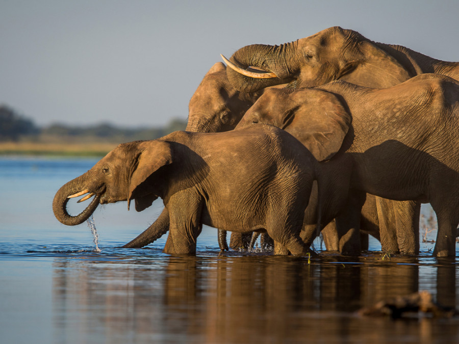 Chobe river olifanten Chobe river olifanten