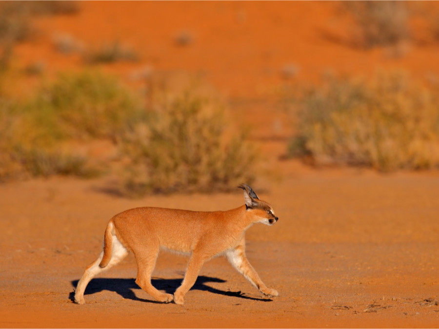 Caracal Kgalagadi Caracal Kgalagadi