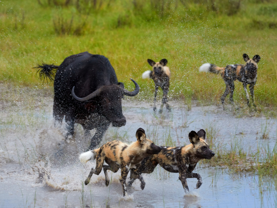 Wildlife avonturen Wildlife avonturen