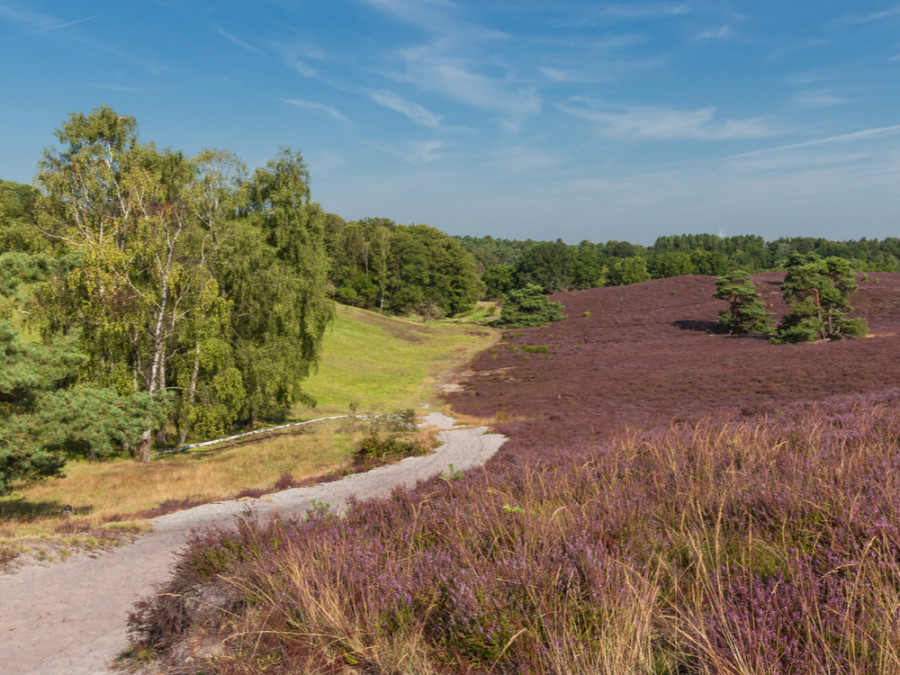 Heidegebied Limburg