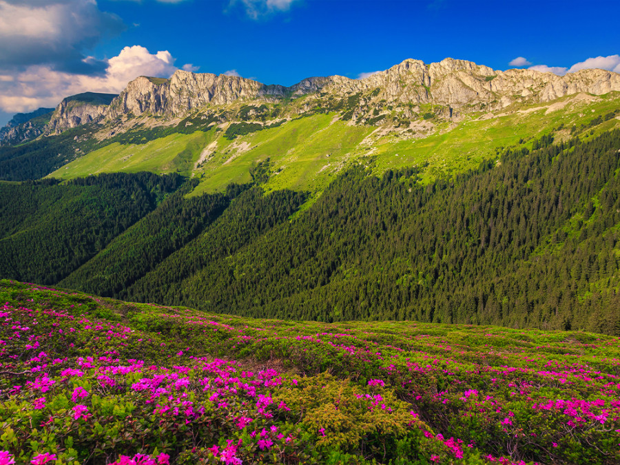 Bucegi Alm Bucegi Alm