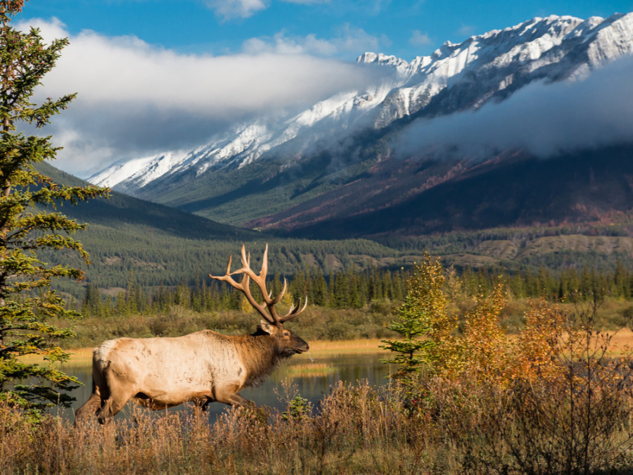Wapiti Wapiti
