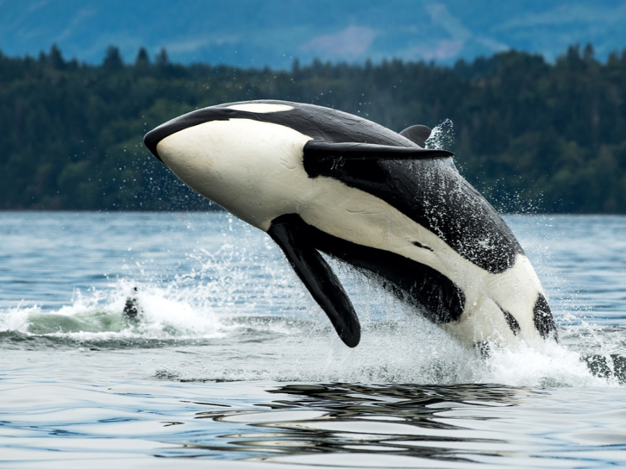 Orka bij Vancouver Island - gezinsreis Orka bij Vancouver Island - gezinsreis