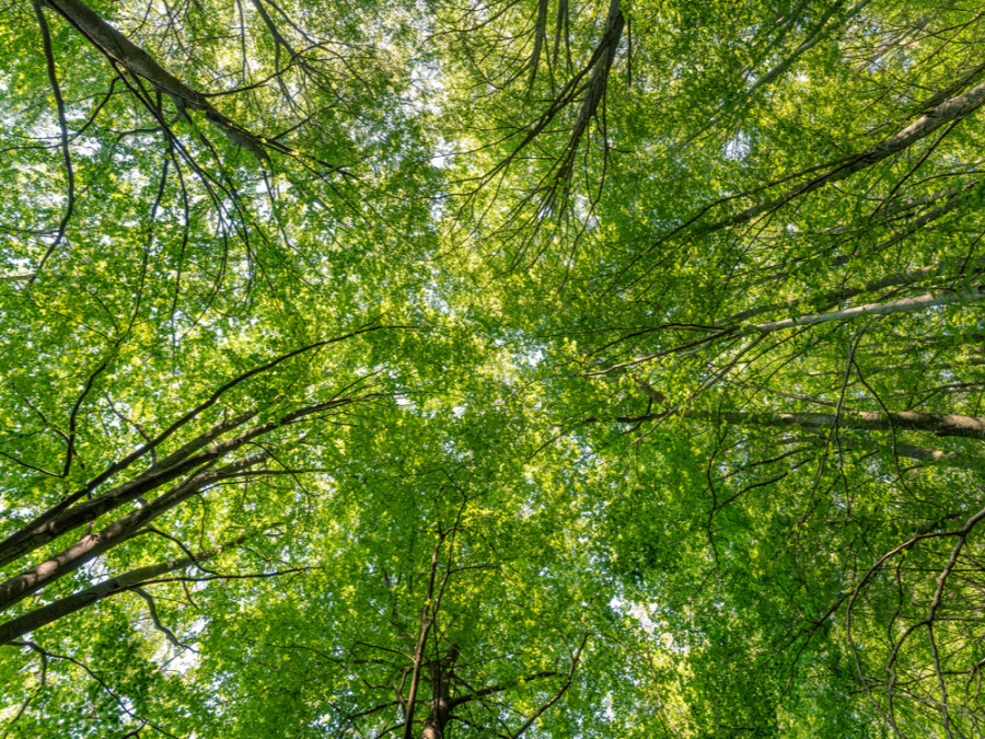 Forest bathing Forest bathing