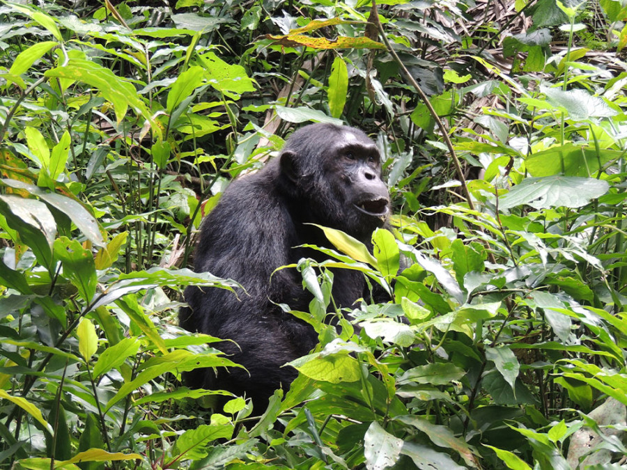 Chimpansee tracking in Kibale