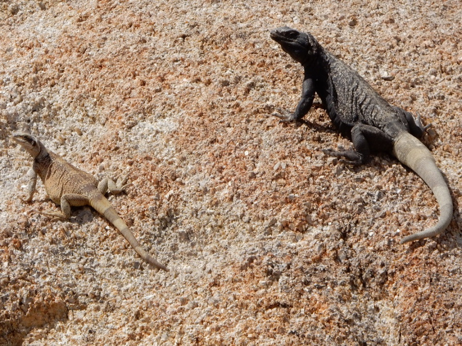 Chuckwalla Chuckwalla