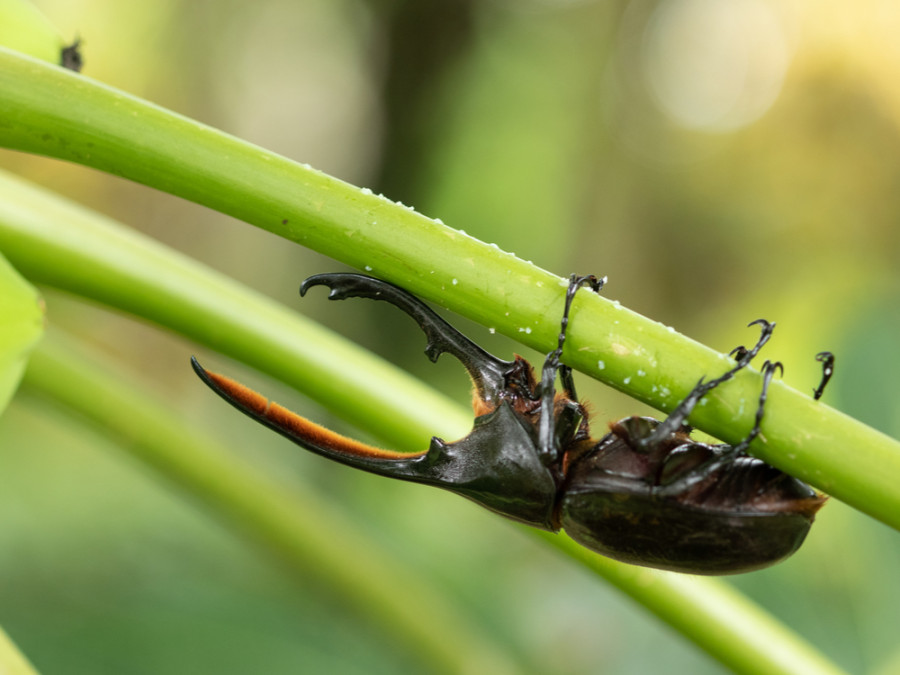 Insecten in Costa Rica
