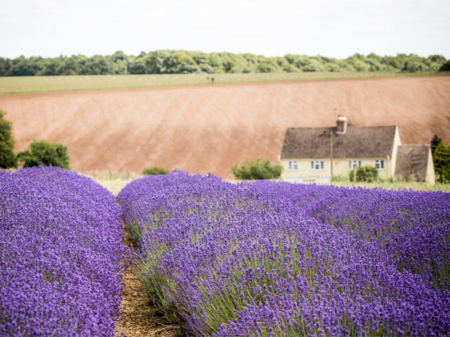 Lavendelveld Cotswolds Lavendelveld Cotswolds