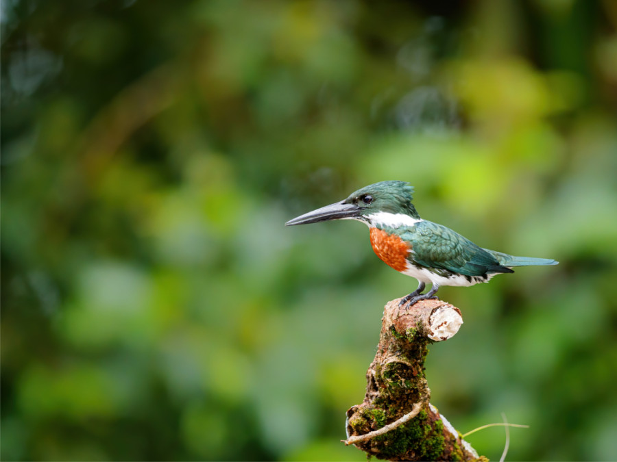 IJsvogel Cano Negro IJsvogel Cano Negro